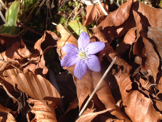 Hepatica nobilis / Erba trinit, anemone fegatella, ecc.